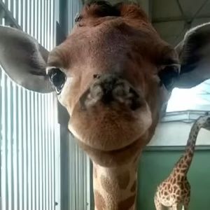 Meet your Posher, Ava